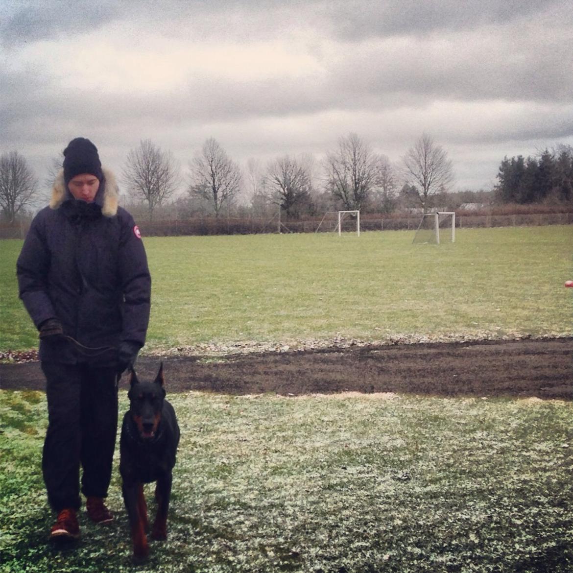 Dobermann Timoteo di Perlanera billede 2