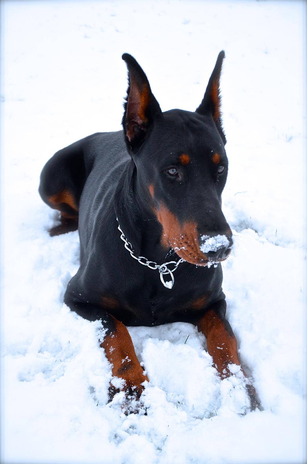 Dobermann Timoteo di Perlanera billede 3