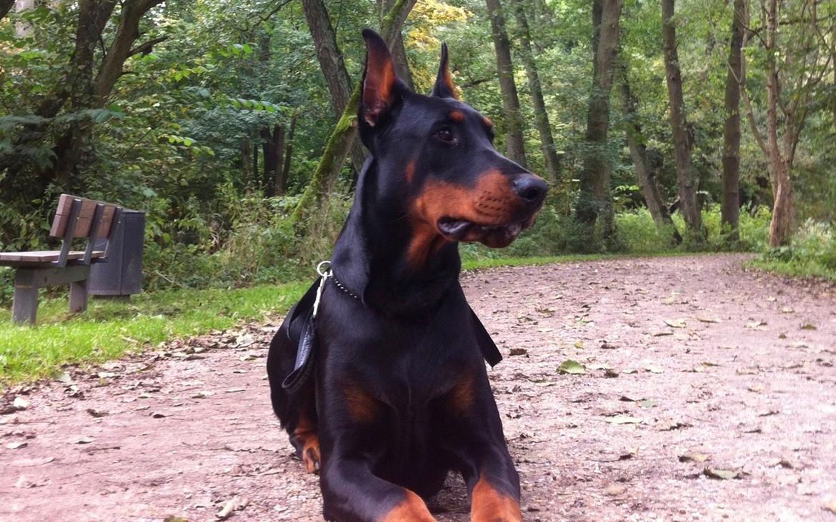 Dobermann Timoteo di Perlanera billede 4