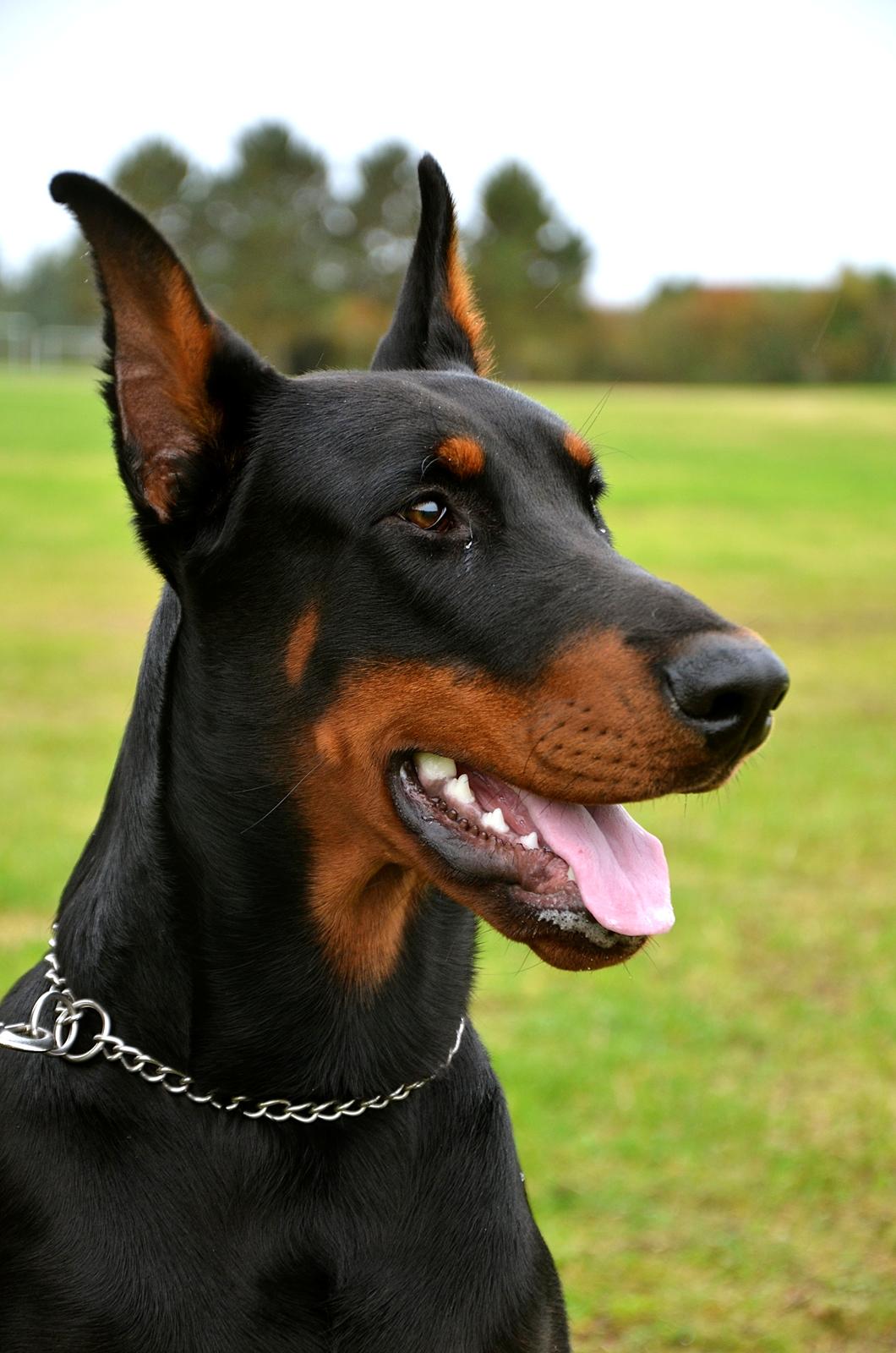 Dobermann Timoteo di Perlanera billede 5
