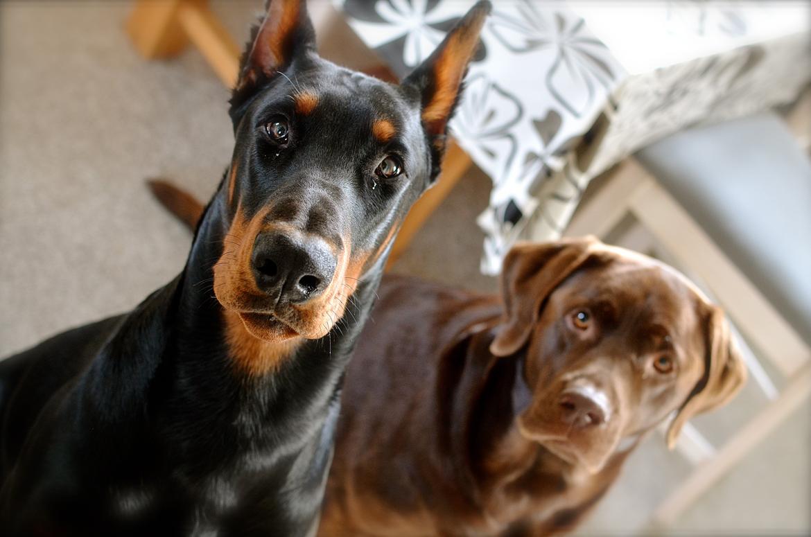 Dobermann Timoteo di Perlanera billede 9