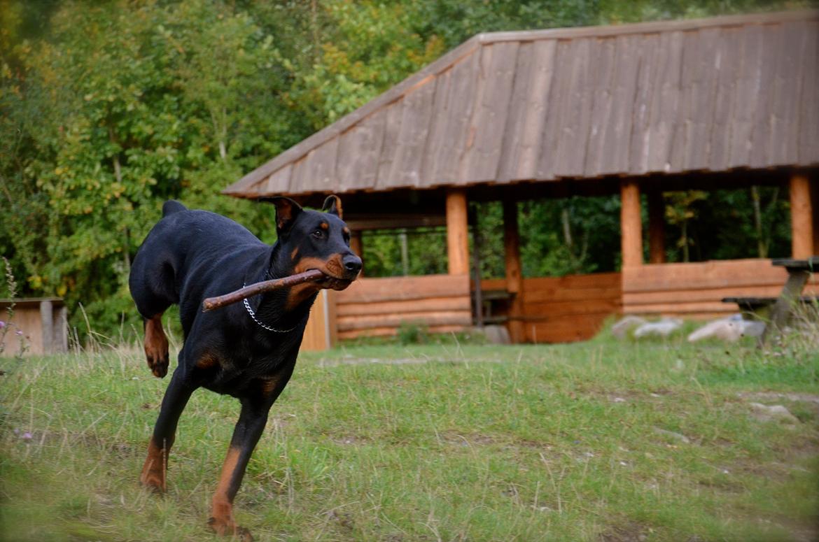 Dobermann Timoteo di Perlanera billede 7