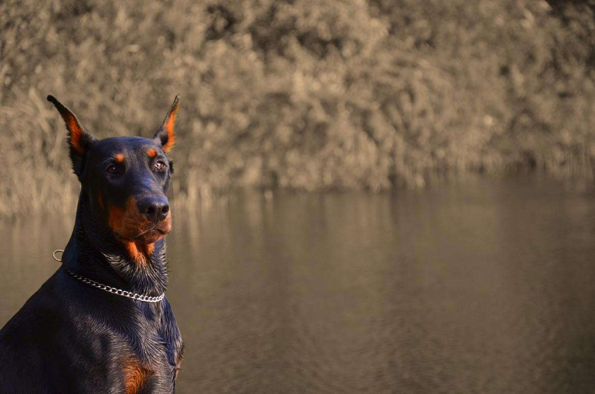 Dobermann Timoteo di Perlanera billede 6