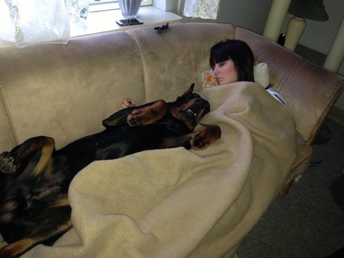 Dobermann Timoteo di Perlanera billede 12