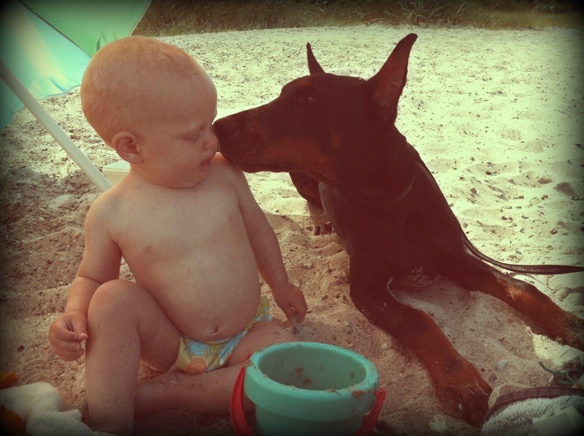 Dobermann Timoteo di Perlanera billede 10