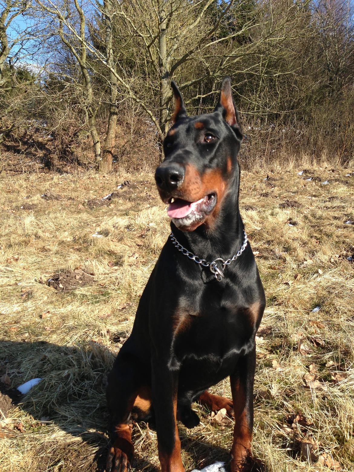 Dobermann Timoteo di Perlanera billede 8