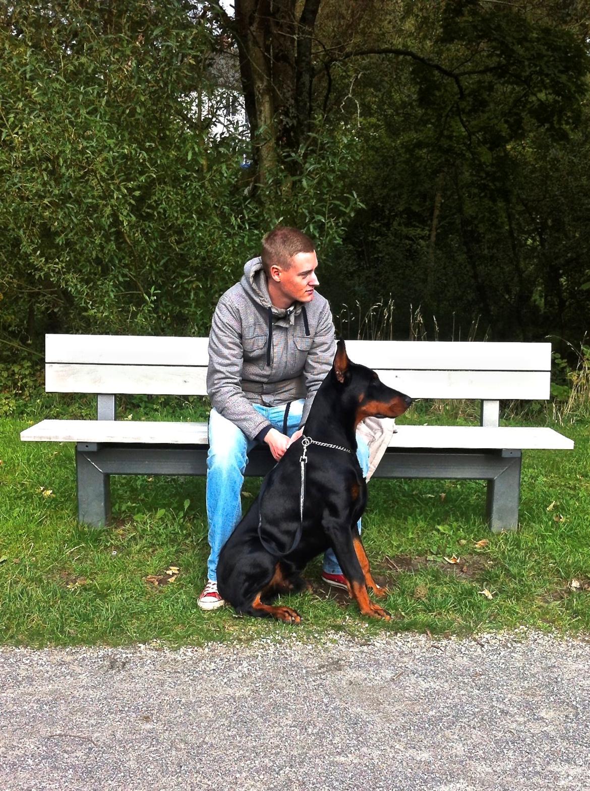 Dobermann Timoteo di Perlanera billede 11