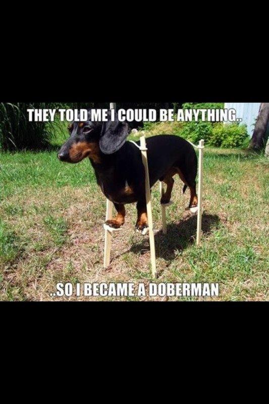 Dobermann Timoteo di Perlanera billede 13