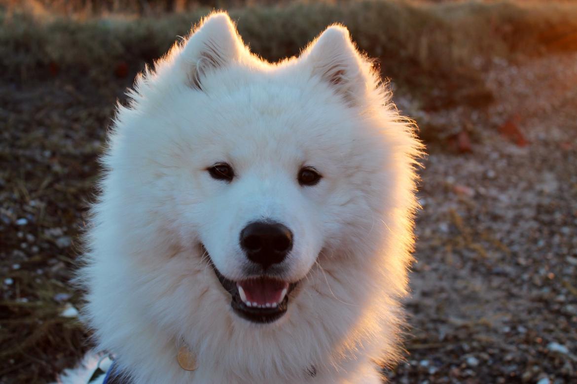 Samojedhund Bamse - Så smuk...!  billede 4