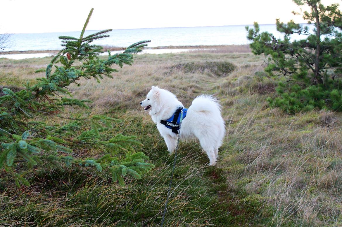 Samojedhund Bamse - En stor flot dreng.. billede 2