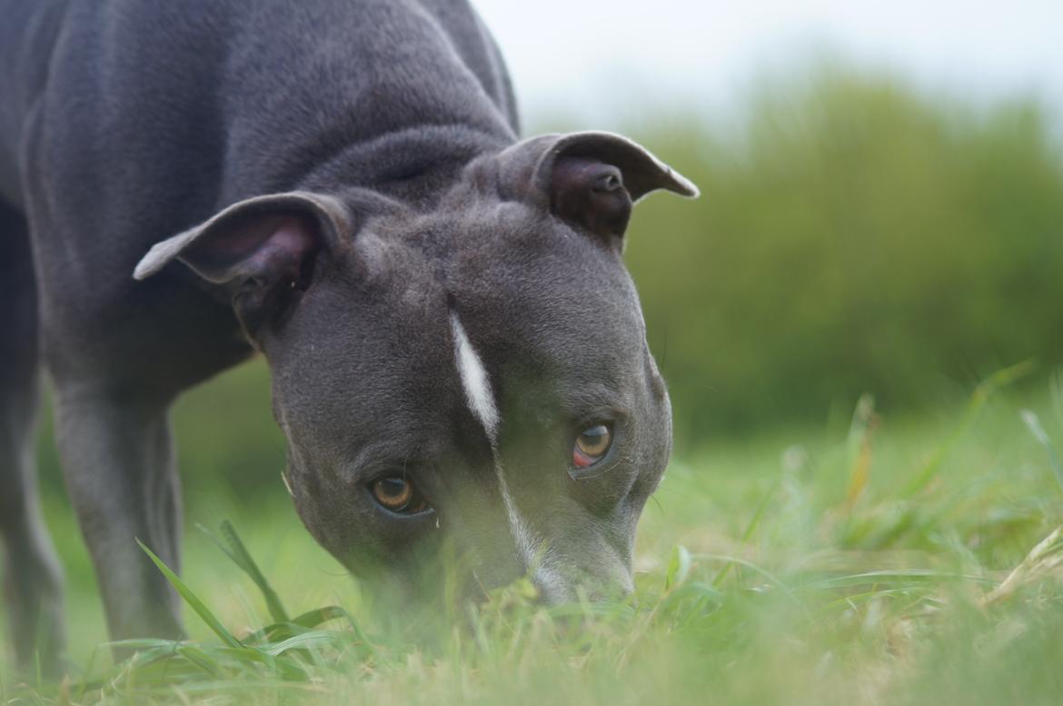 Staffordshire bull terrier Svea billede 14