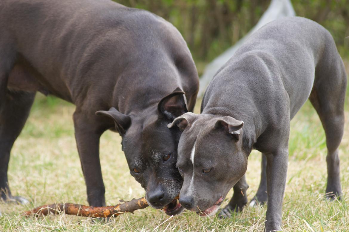 Staffordshire bull terrier Svea billede 15