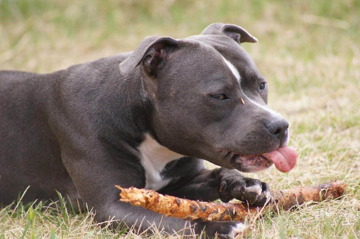 Staffordshire bull terrier Svea billede 19