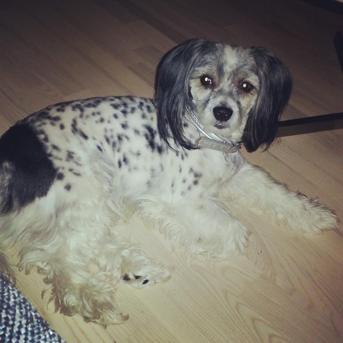 Blanding af racer Harley billede 3