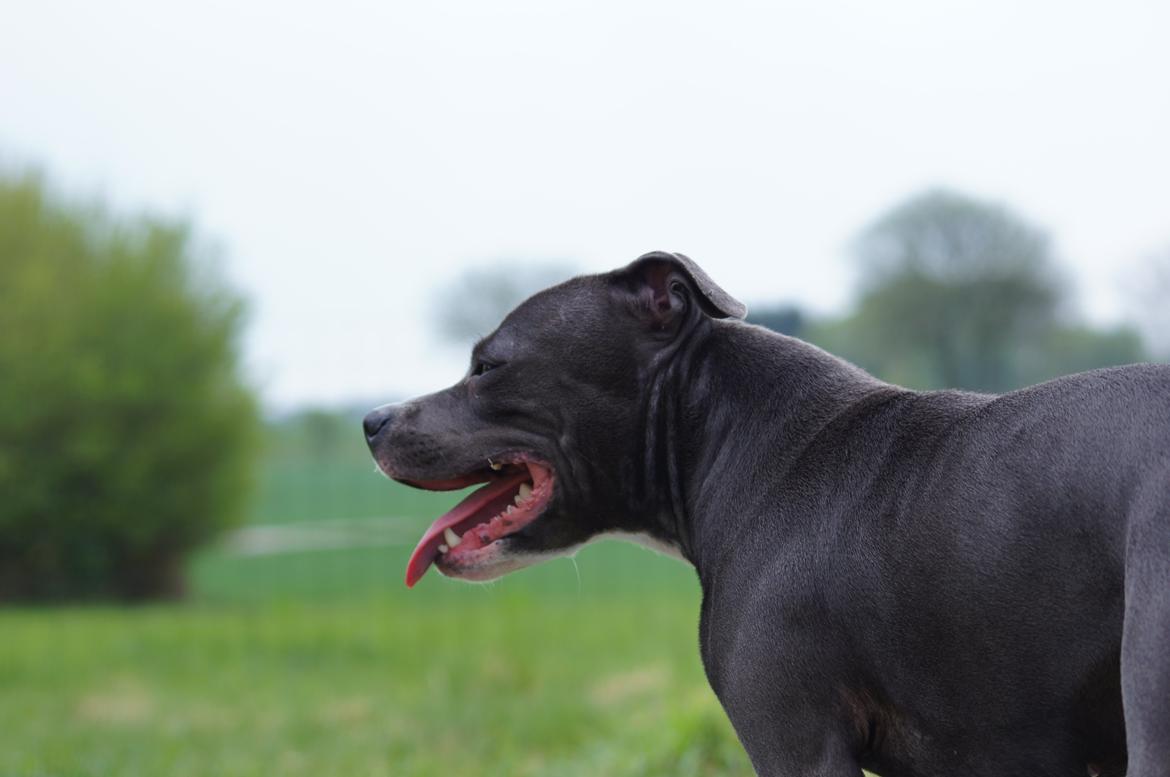 Staffordshire bull terrier Svea billede 24