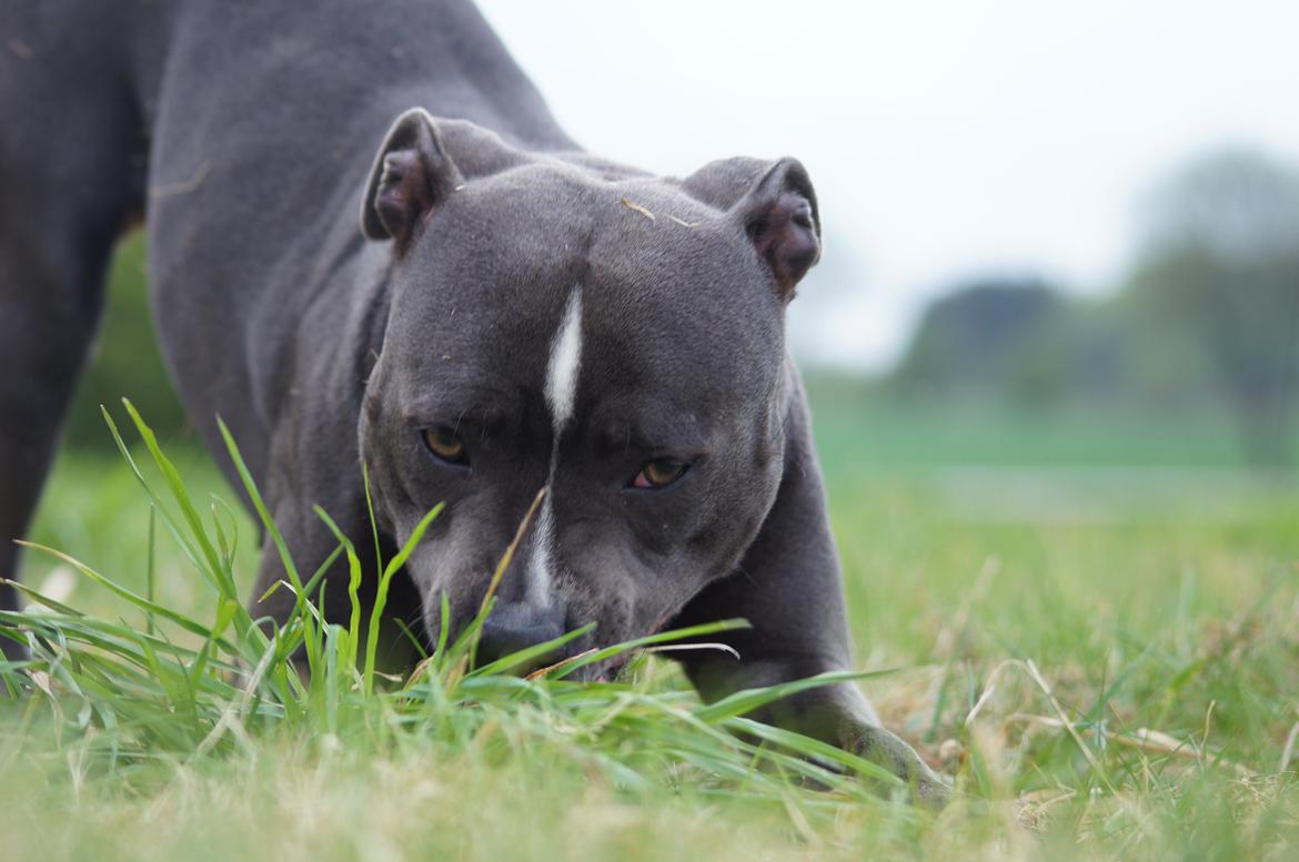 Staffordshire bull terrier Svea billede 26