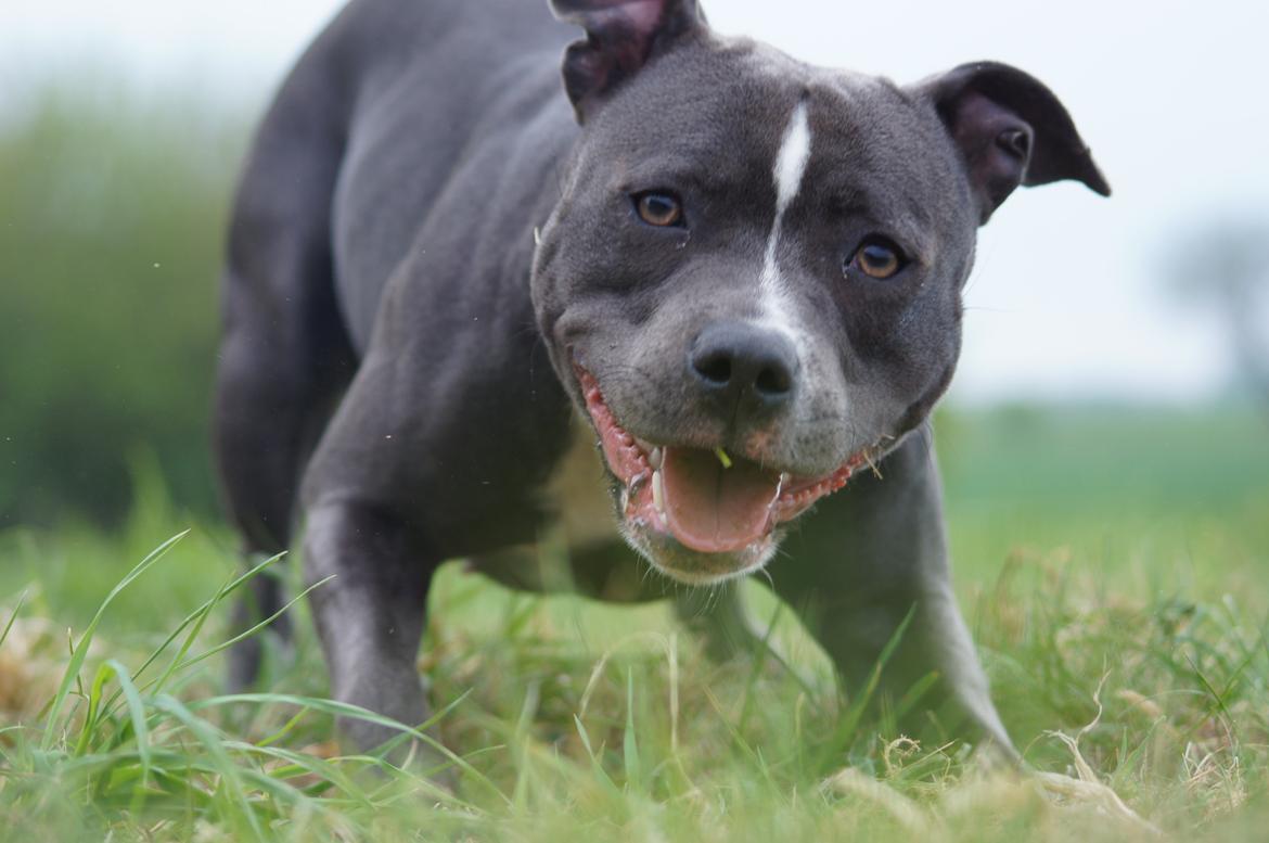 Staffordshire bull terrier Svea billede 27