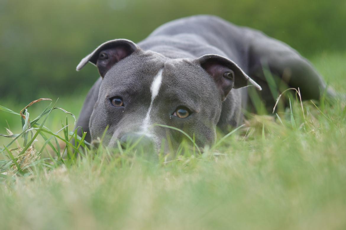 Staffordshire bull terrier Svea billede 29