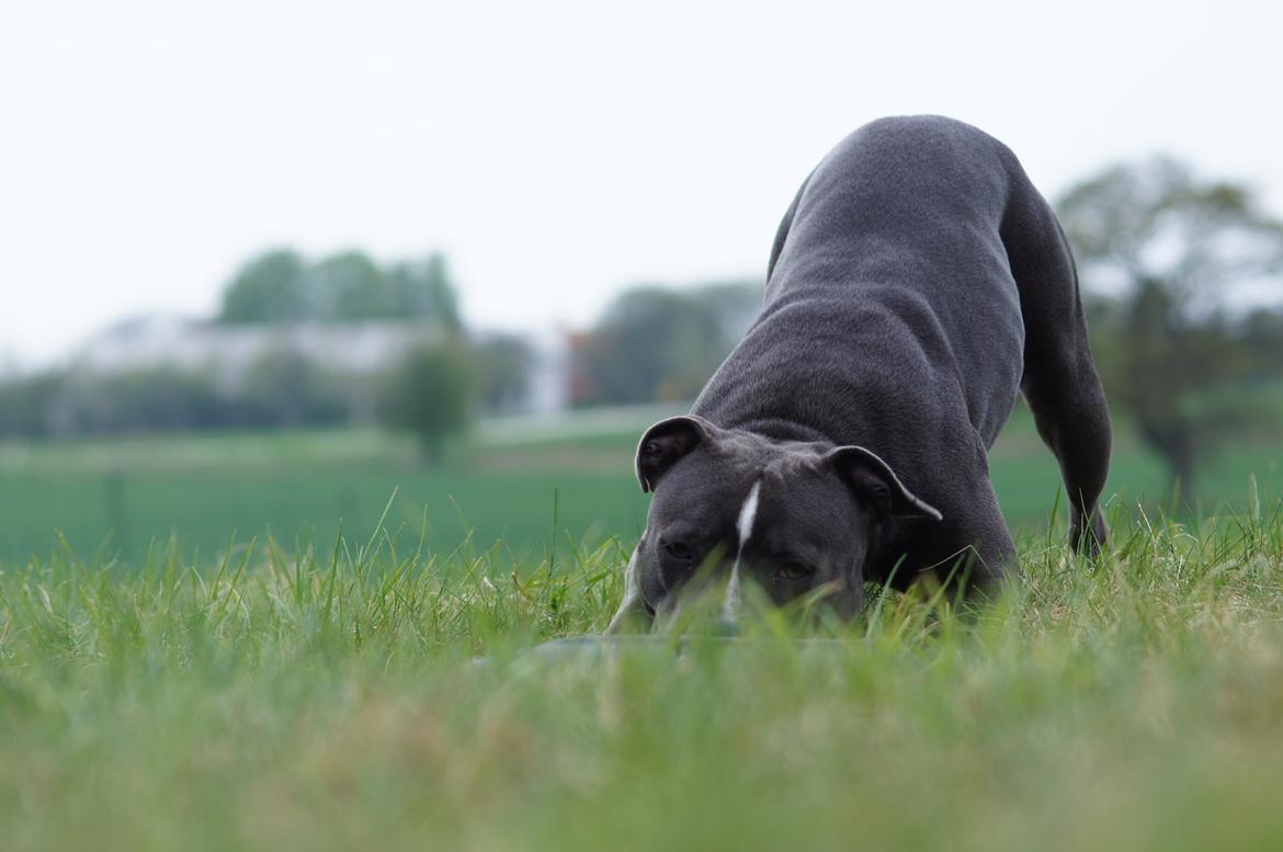 Staffordshire bull terrier Svea billede 30