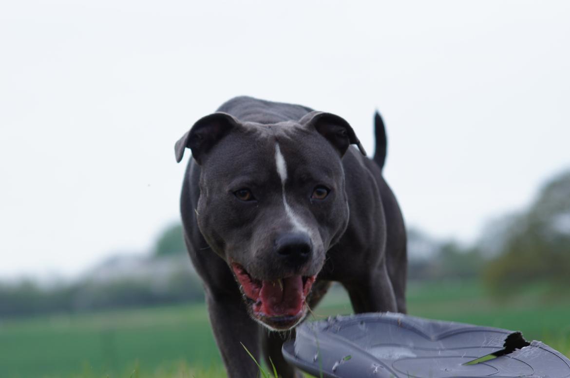 Staffordshire bull terrier Svea billede 31