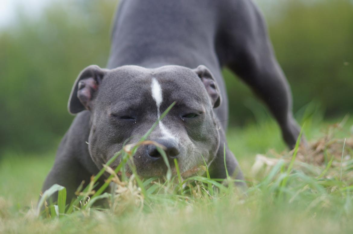 Staffordshire bull terrier Svea billede 33