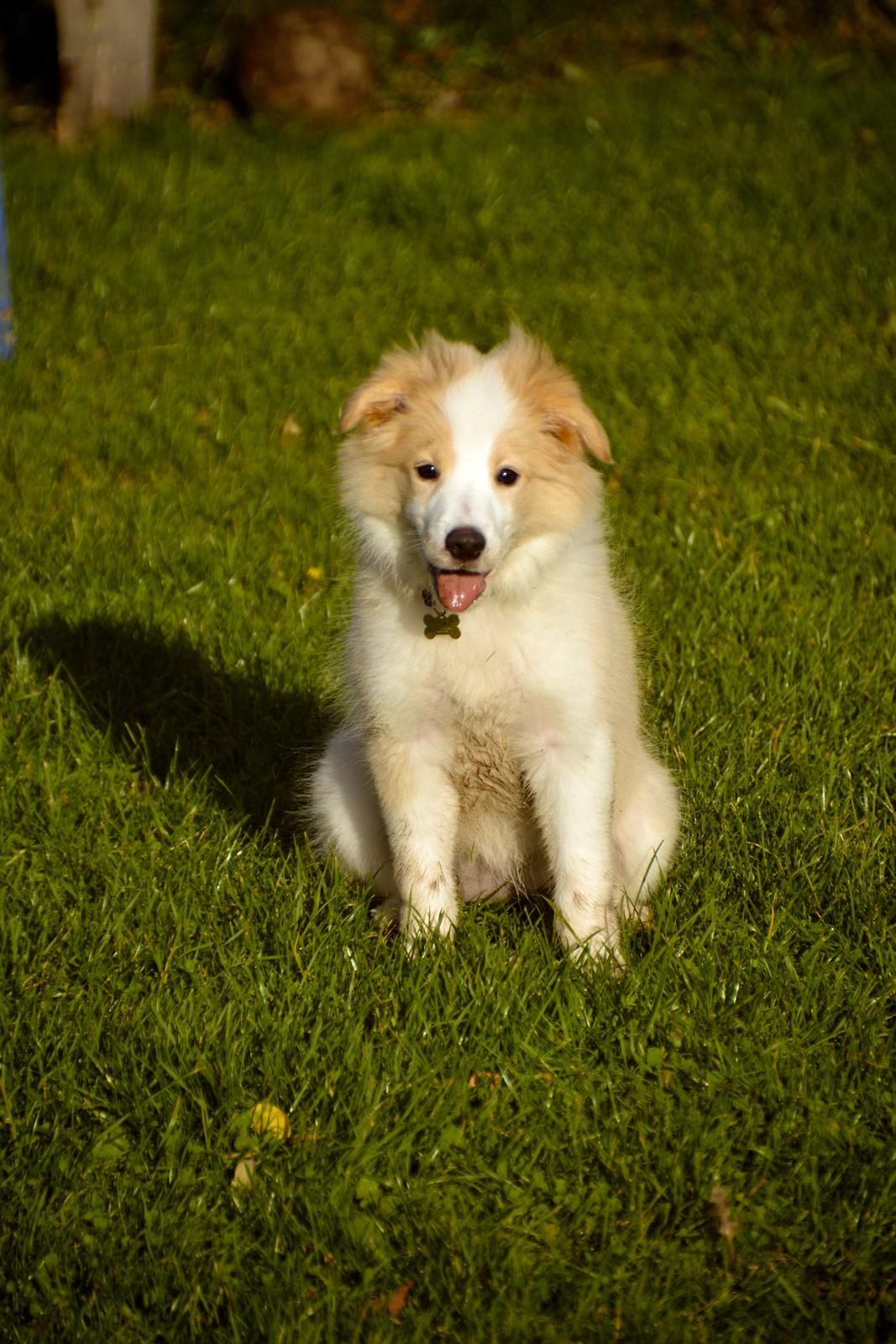 Border collie Hiddenfarms Cia in red billede 3