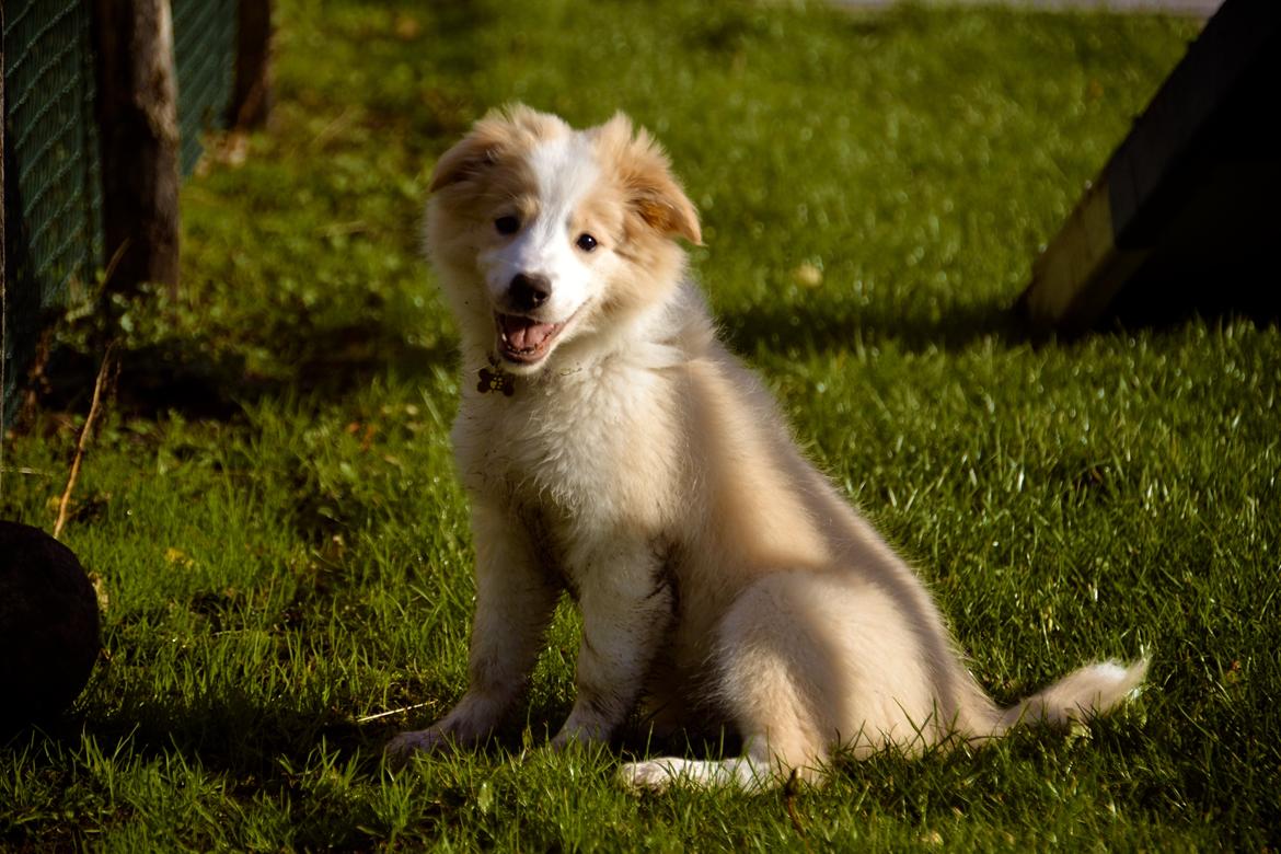 Border collie Hiddenfarms Cia in red billede 2