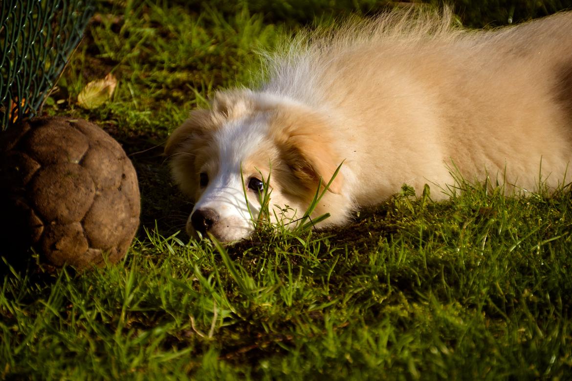Border collie Hiddenfarms Cia in red billede 1
