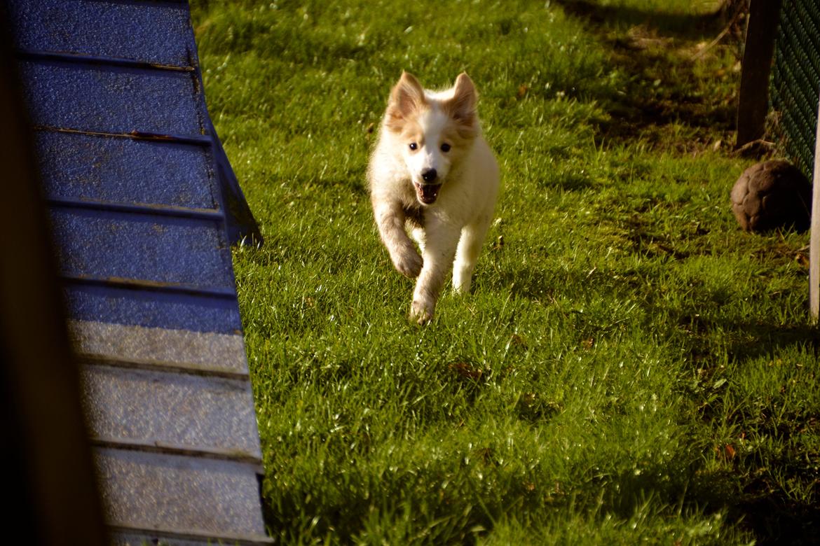 Border collie Hiddenfarms Cia in red billede 4