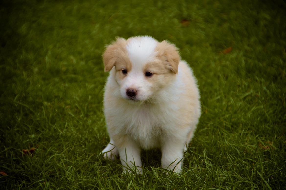Border collie Hiddenfarms Cia in red billede 5