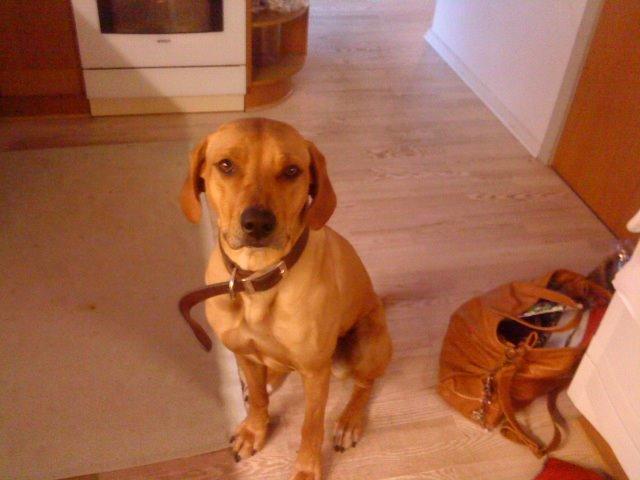Rhodesian ridgeback Liva - Liva er nuttet i køkkenet
 billede 2