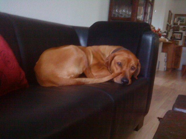 Rhodesian ridgeback Liva - Her er hun kravlet op i sofaen... billede 3