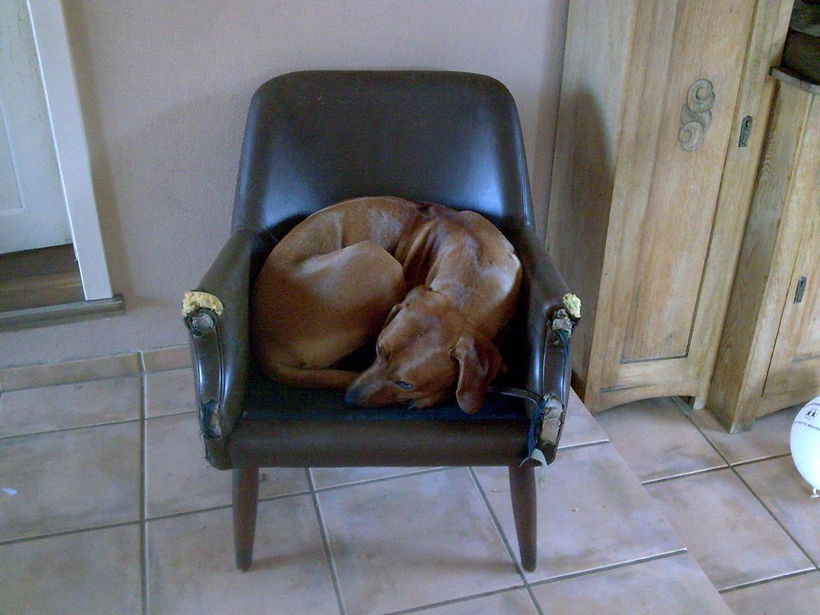 Rhodesian ridgeback Liva - Livas ynglings stol da hun var hvalp. billede 4