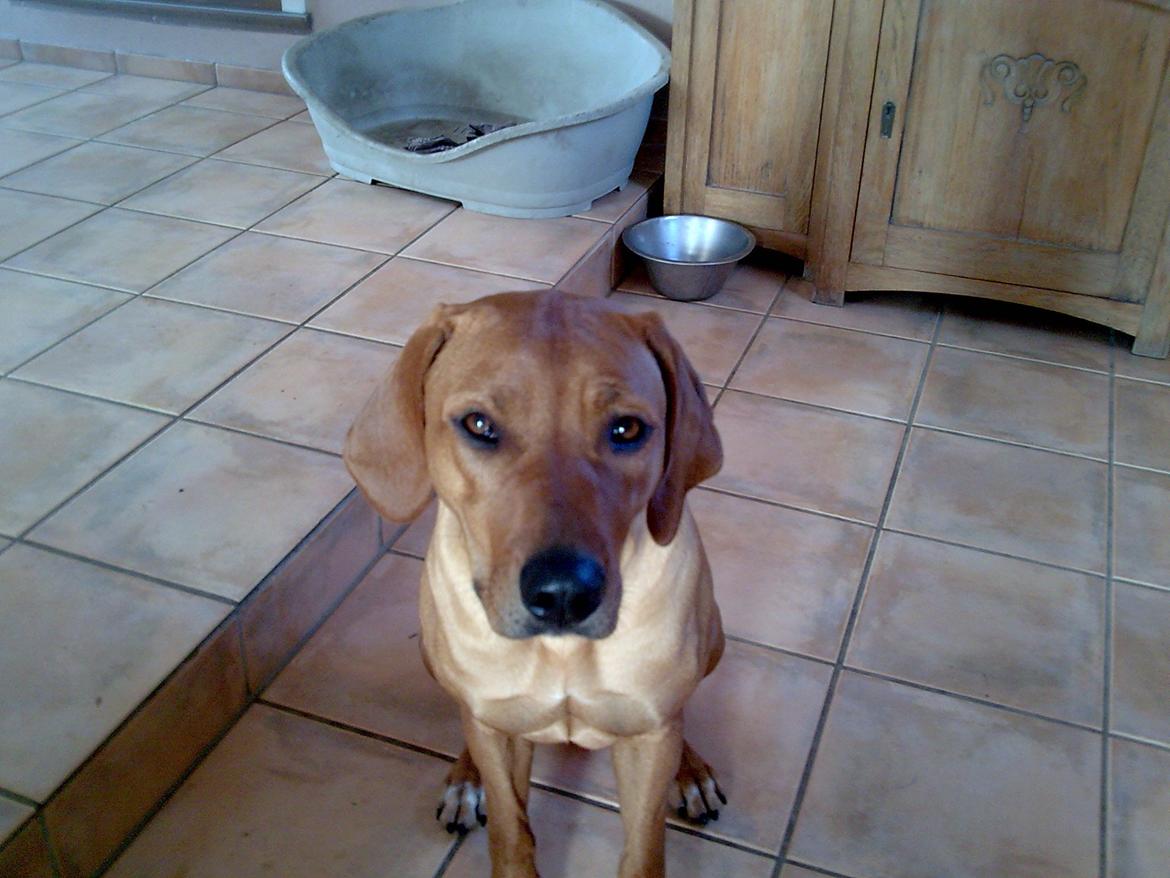 Rhodesian ridgeback Liva - Liva som yngre. billede 5