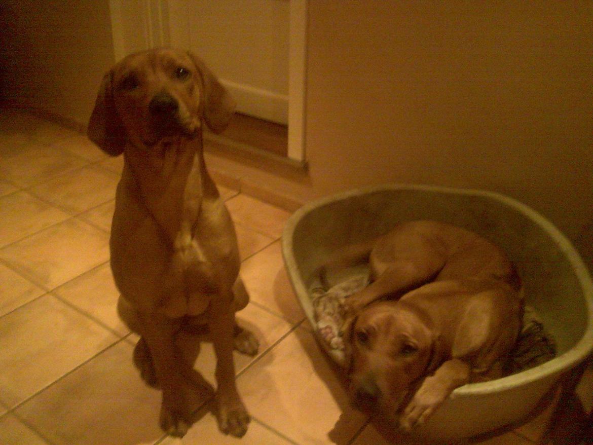 Rhodesian ridgeback Liva - Liva og Stella kort efter vi fik dem fra internatet. billede 6