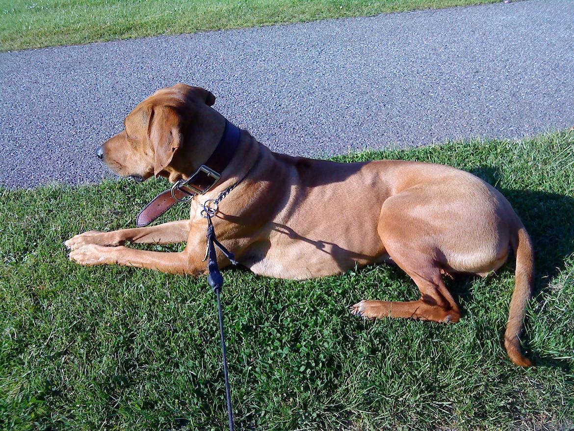 Rhodesian ridgeback Liva - Liva under en pause på gåtur. billede 7