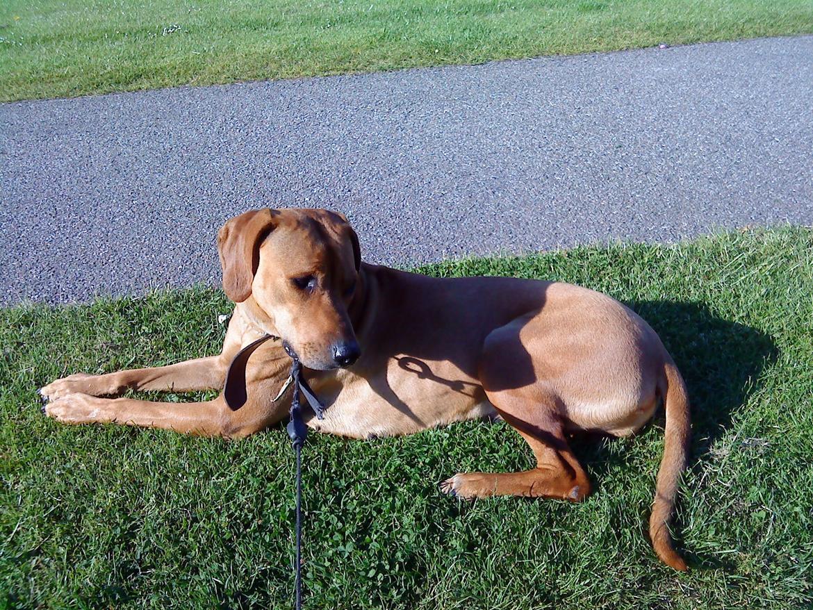 Rhodesian ridgeback Liva - Et lille hvil billede 8
