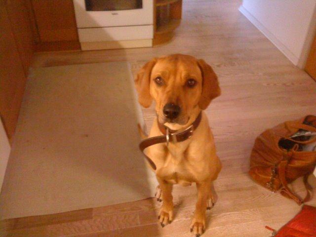 Rhodesian ridgeback Liva - Bebs er sød. billede 9