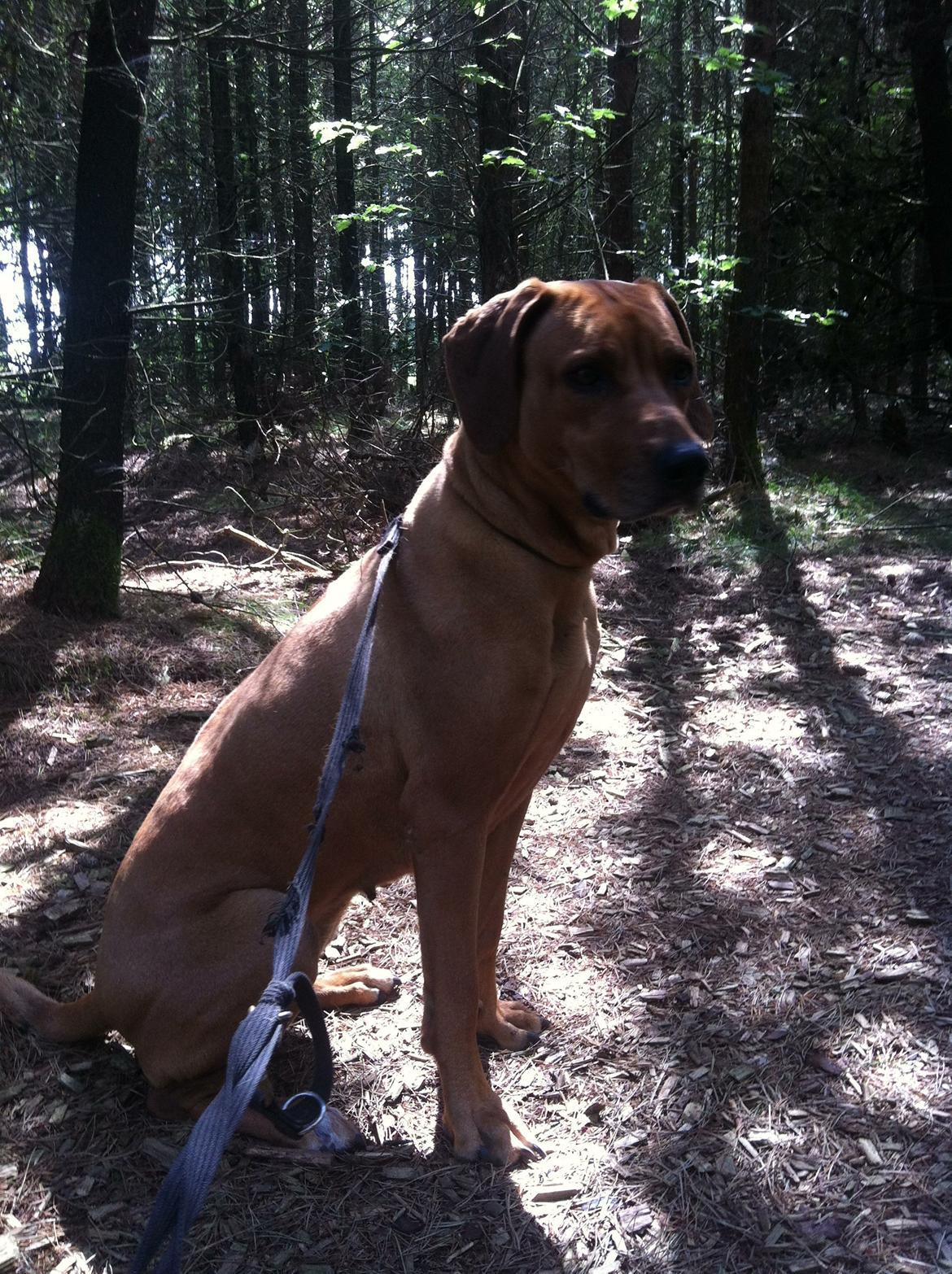 Rhodesian ridgeback Liva - Liva rund om Karlsgårde sø billede 1