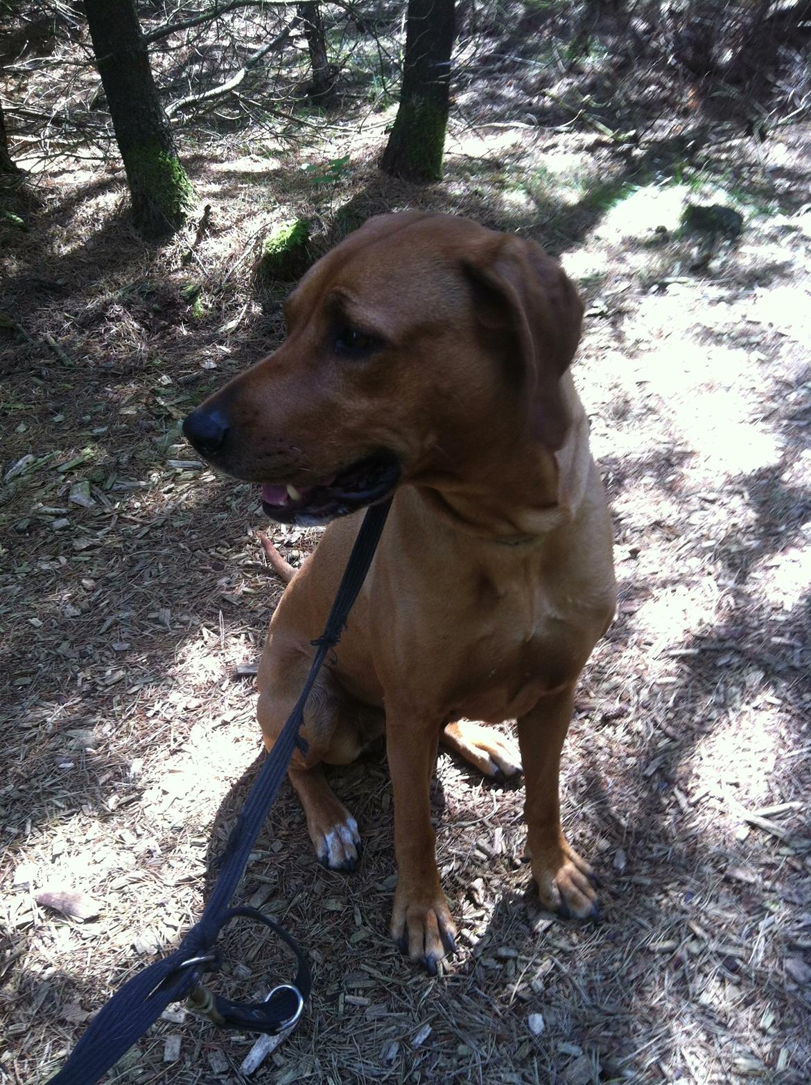 Rhodesian ridgeback Liva - Liva i skoven 2013 billede 10