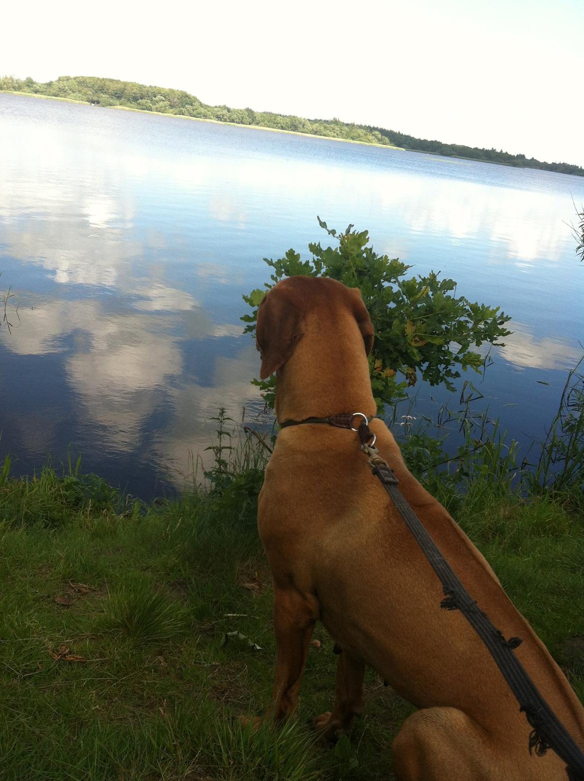 Rhodesian ridgeback Liva - Karlsgårde sø 2013 billede 11