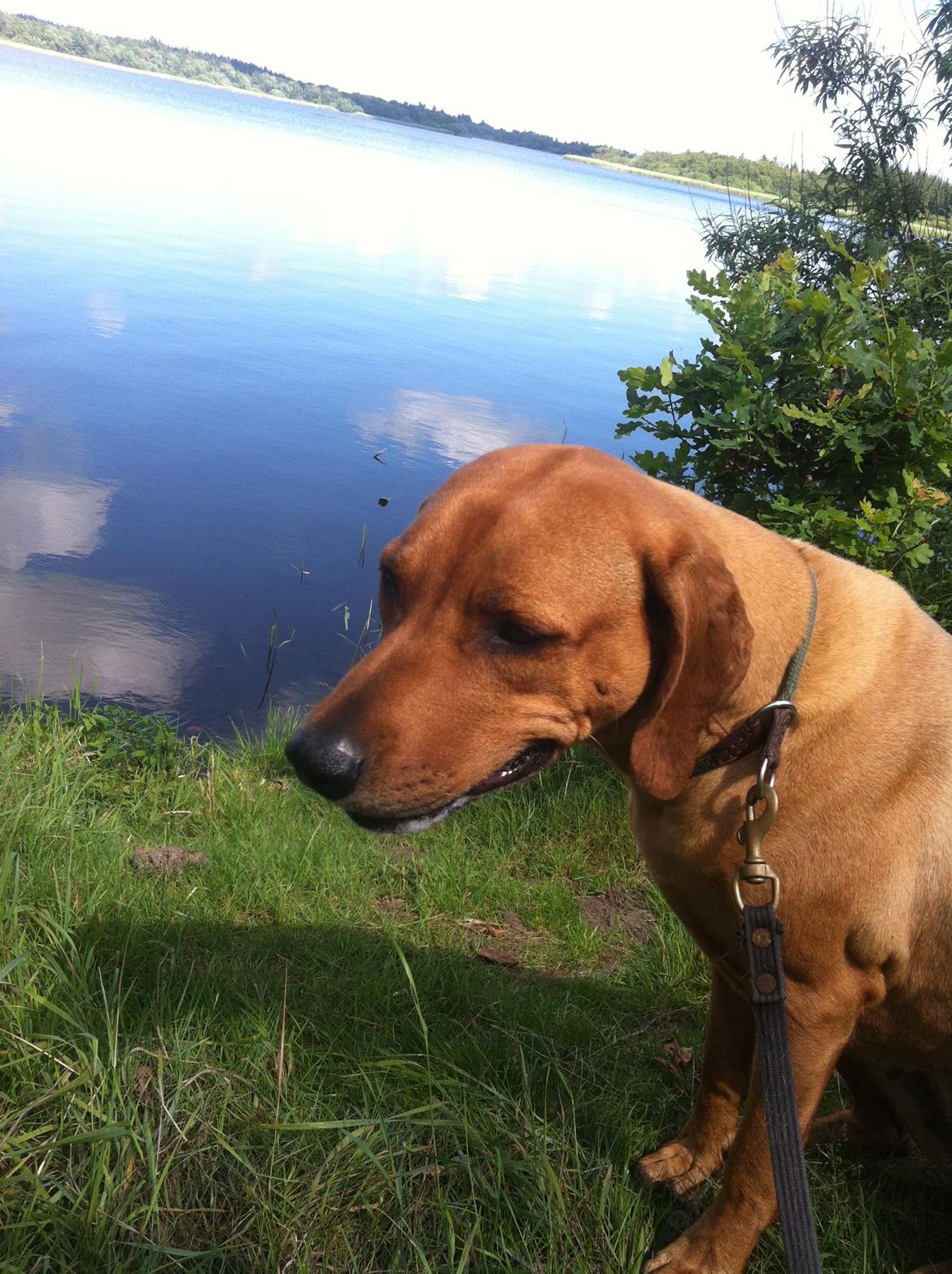 Rhodesian ridgeback Liva - 2013 billede 12