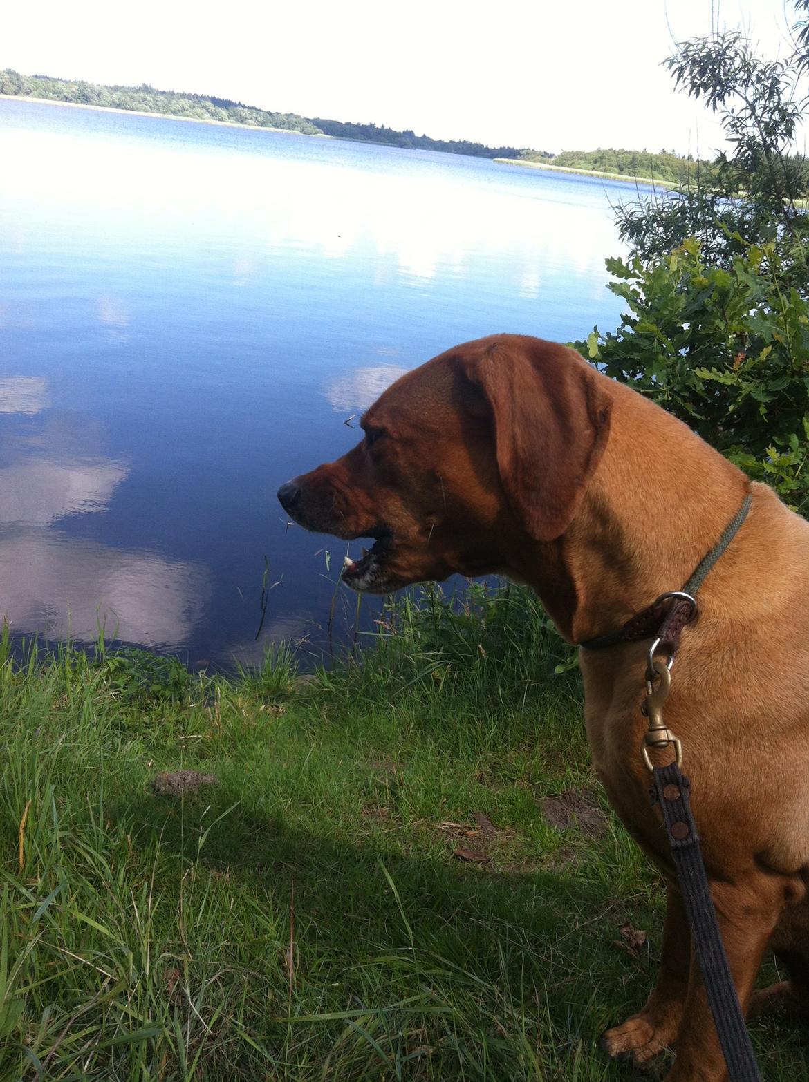 Rhodesian ridgeback Liva - Søde Liva 2013 billede 13