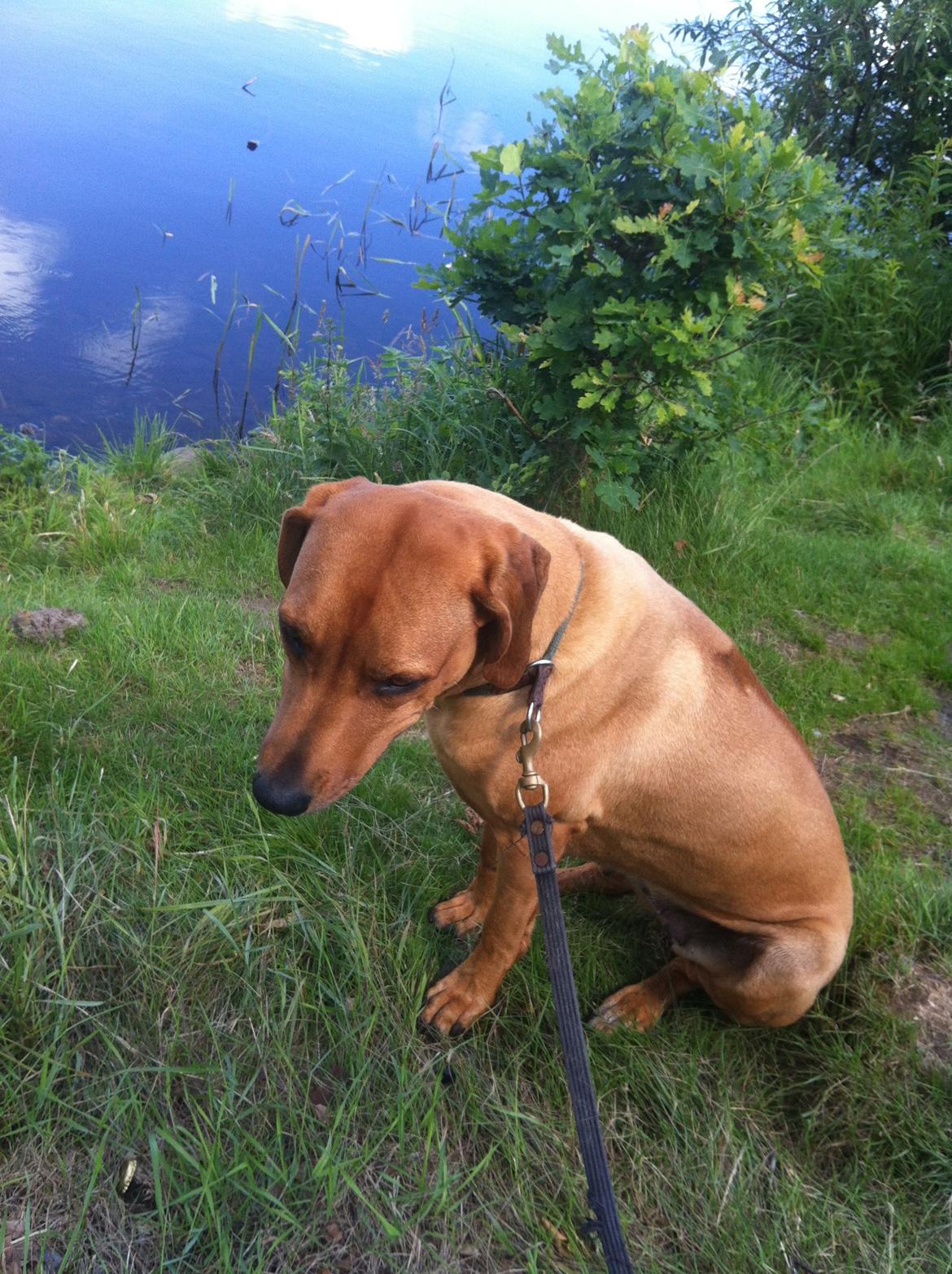 Rhodesian ridgeback Liva - Lille Liva 2013 billede 14