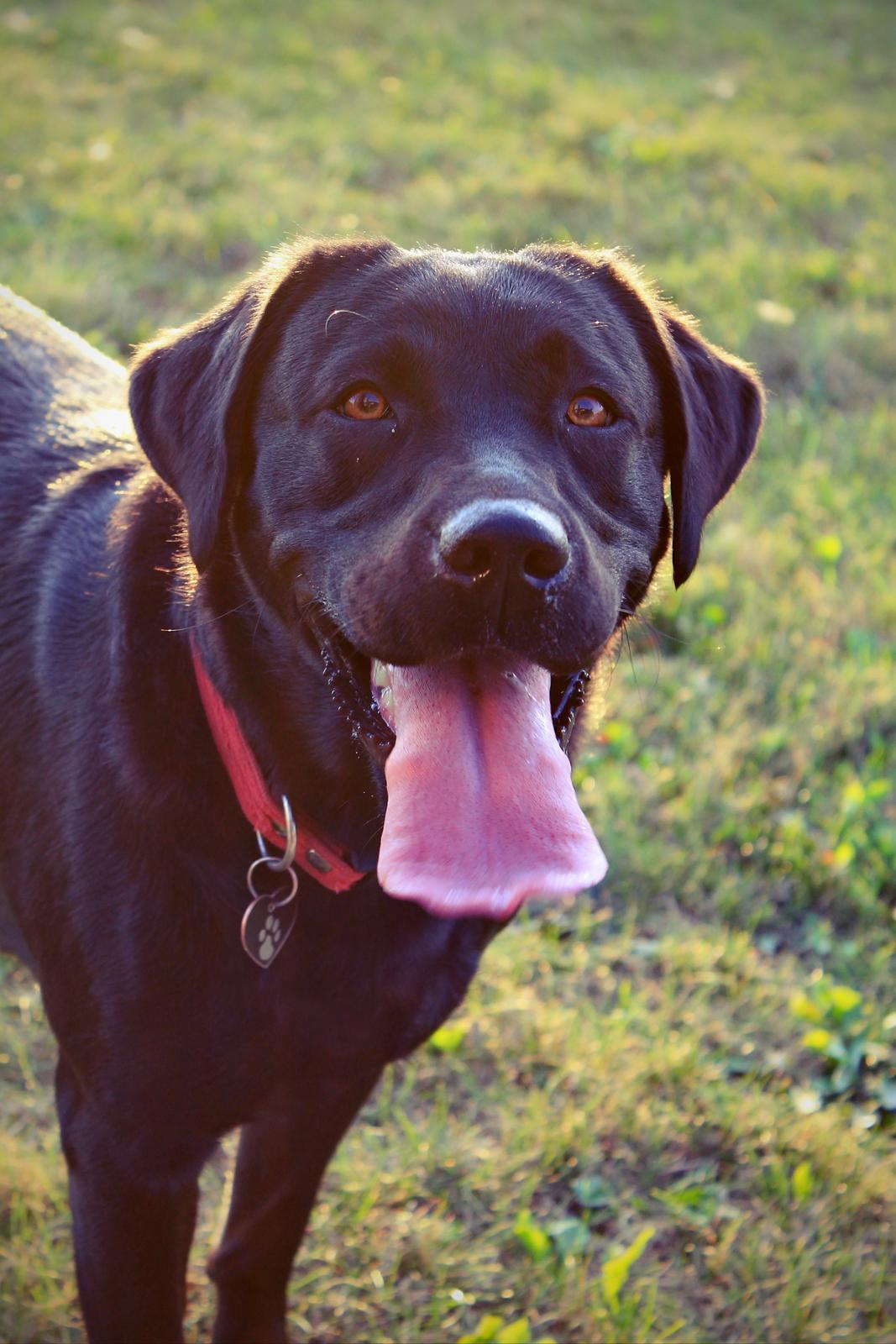 Labrador retriever zita billede 2
