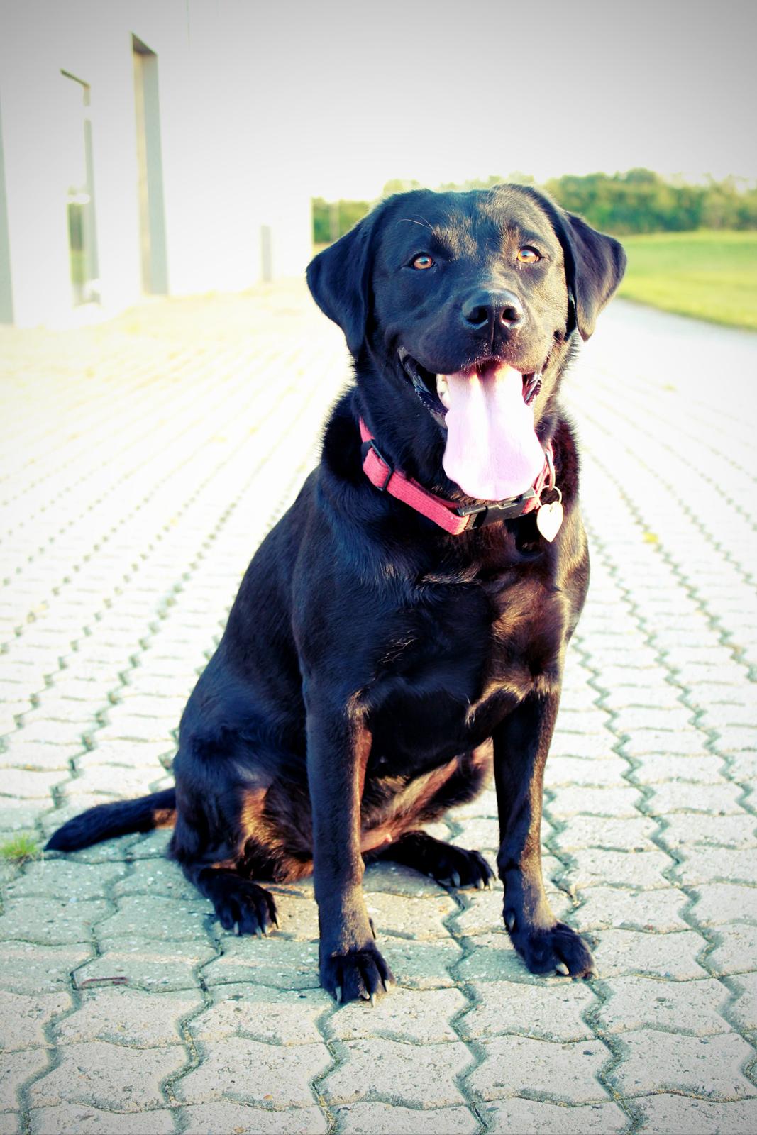 Labrador retriever zita billede 1