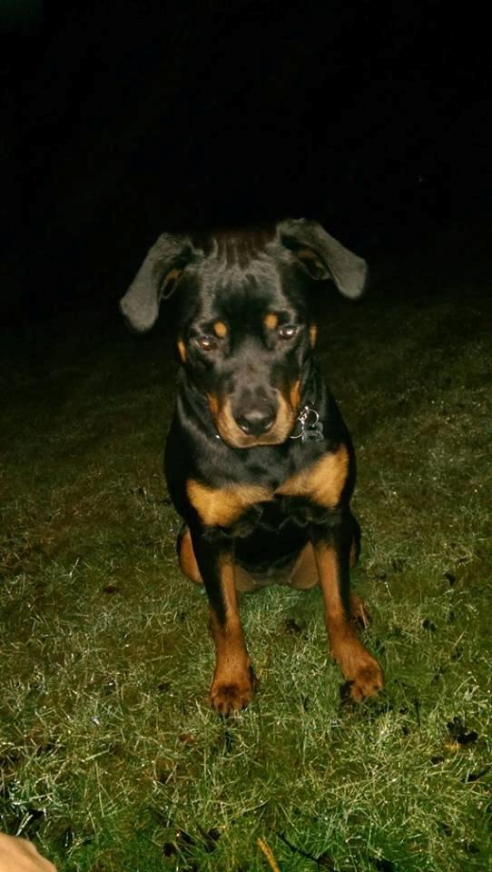 Rottweiler Aura - Aura billede 3