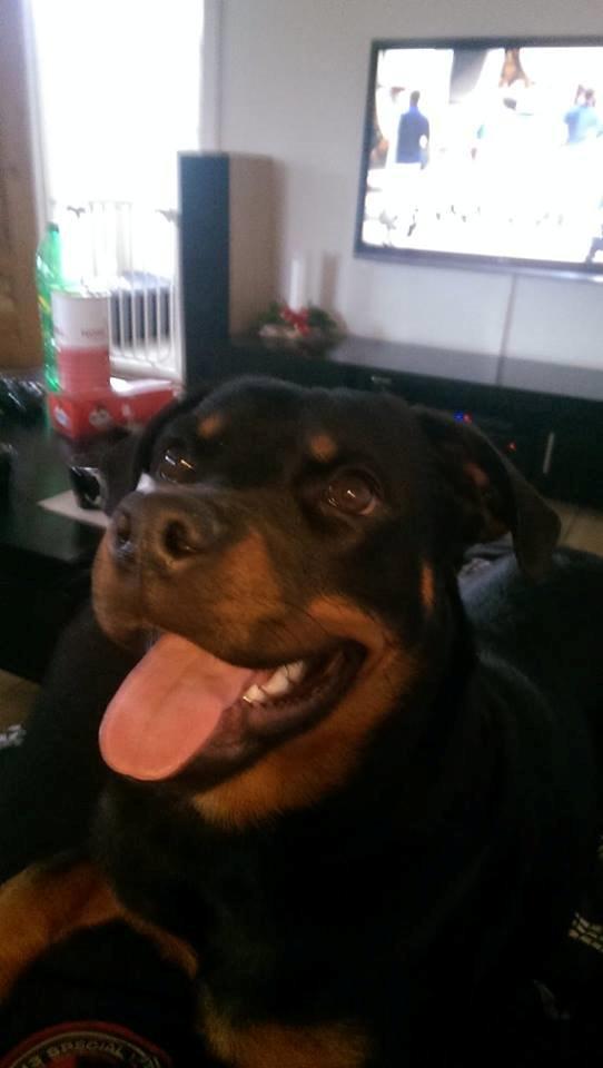 Rottweiler Aura - Aura billede 5