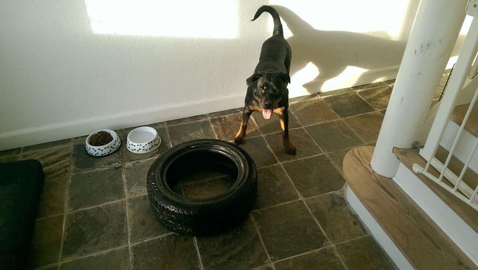 Rottweiler Aura - Mit bildæk :D billede 8