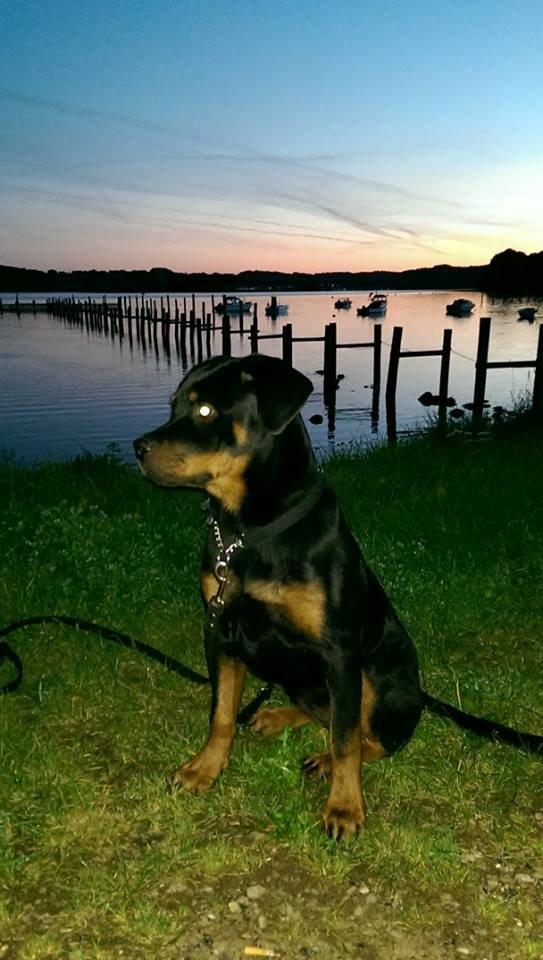 Rottweiler Aura - Stranden :D billede 4